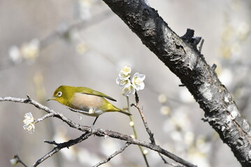 メジロと梅の花