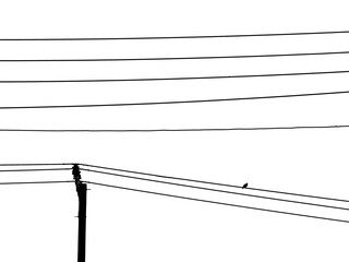 silhouette of pigeon on electric wire isolated on white background