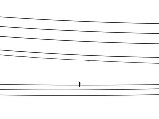 silhouette of pigeon on electric wire isolated on white background