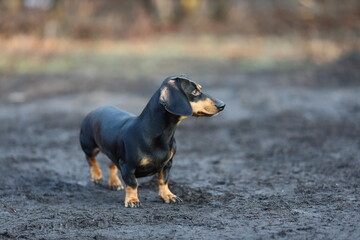 dachshund