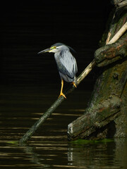 Striated Heron bird ( Butorides striata ) on bamboo pole in the canal at Bangkok, Thailand