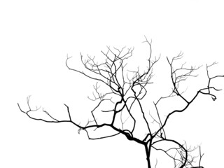 dry tree silhouette isolated on white background