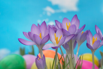 Spring has sprung with blooming crocuses and easter eggs with a bright blue sky
