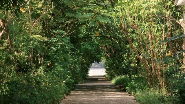 Green tunnel revealed  between dense vegetation of trees and bush while a person walks ath the end og the sidewalk in a public park  in Panama City's Amador Causeway during a sunny summer day