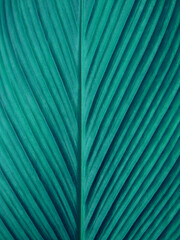 Obraz premium texture of leaf with line blue color tone