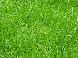 close up green grass on the lawn