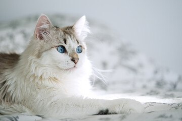 Cute white cat lying in bed. Fluffy pet comfortably settled to sleep