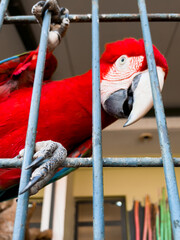 Close-up shot of a red parrot inside a large cage