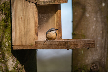 Nuthatch 