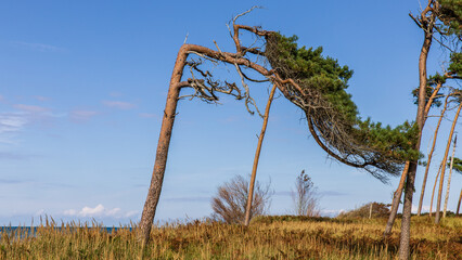 Windflüchter 16