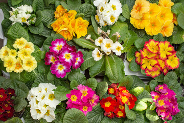 beautiful primula flowers, top view close up