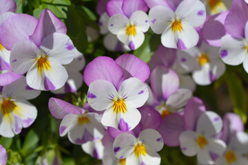 Horned violet Pink Wing Viola
