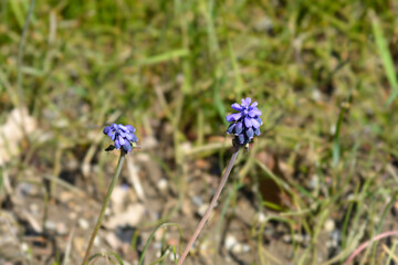 Common grape hyacinth