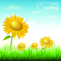 vector background with four sunflowers on a blue sky and green grass
