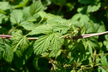 Common hop