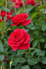 Rose Flower, International Rose Test Garden