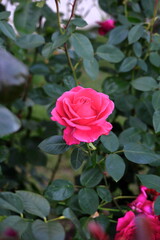 Rose Flower, International Rose Test Garden