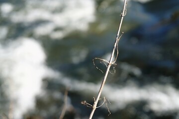Pflanzenzweig über Flussströmung bei Sonne im Winter