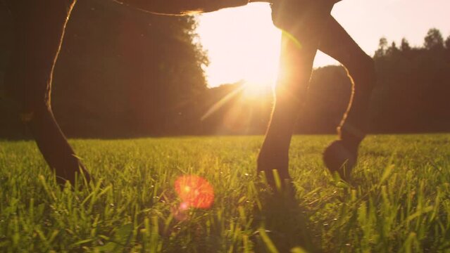 SLOW MOTION, LOW ANGLE, LENS FLARE, CLOSE UP, DOF: Detailed shot of an adult horse's hooves stomping on delicate blades of grass. Golden evening sunbeams shine on a horse exploring a glade at sunset.