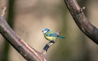 Blue tit