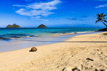 Beach with palm trees and coconut