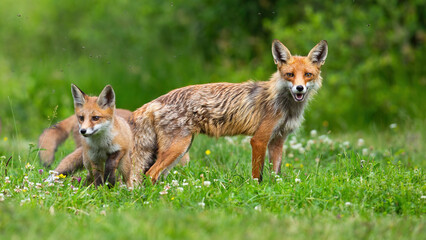Naklejka na ściany i meble Family of red foxes, vulpes vulpes, cuddling on a green meadow with flowers. Mother wild animal together with her young cubs standing on a grass. Peaceful nature scenery.