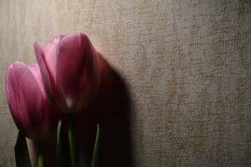 the light of a table lamp falling on the donated tulips 
