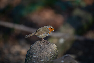 Robin