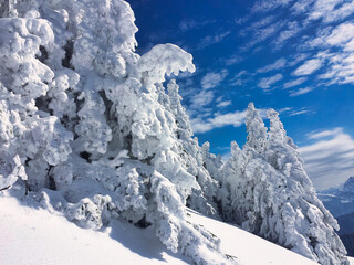 Trees in deep Snow