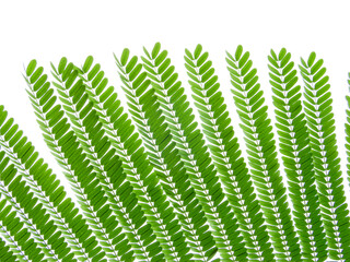 green leaf of Barbados Pride tree ( Caesalpinia pulcherrima (L.) Sw. )