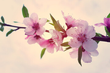 background of spring blossom tree. selective focus