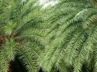 green palm leaf of Silver date palm tree ( Phoenix sylvestris (L.) Roxb. )