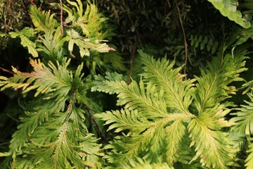 close up of a needles