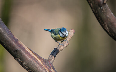 Blue Tit