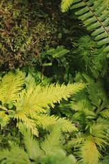green fern in the forest