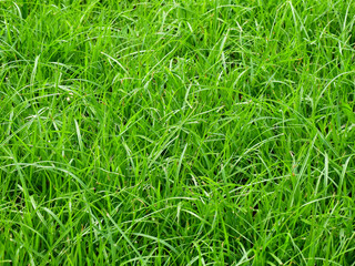 close up green grass on the lawn