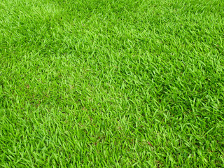 green grass on the lawn texture