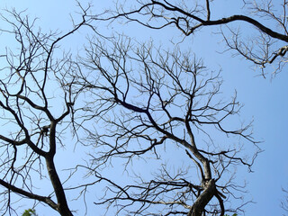 dry tree with blue sky background