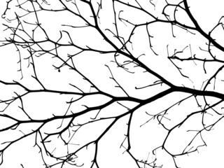 tree branch silhouette isolated on white background