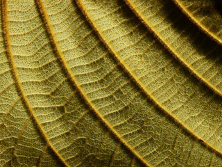 close up yellow leaf with hairy