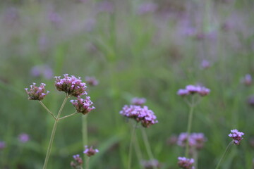 Common Garden Verbena, Florist's Verbena Pink blooms in the garden against a blurred pink flower field background. Scientific name: Verbena x hybrida Groenl. and Ruempler.
