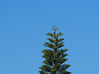 Chilean pine tree on sofe sunshine. Araucaria heterophylla  Pine against bright sky background....