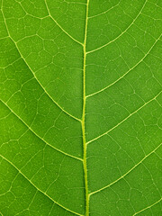 close up fresh green leaf texture