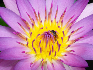 bee on pollen of purple lotus