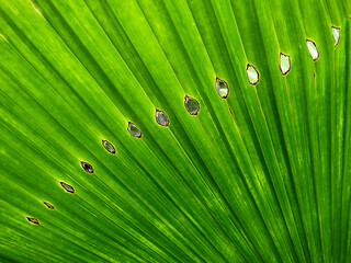 green palm leaf with hole texture background