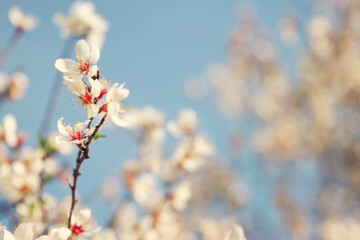 background of spring cherry blossoms tree. selective focus