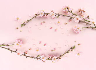 image of spring white cherry blossoms tree over pink pastel background