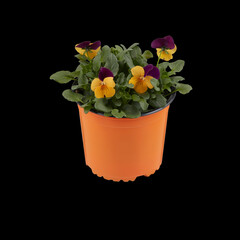 flowers in a pot isolated on dark background with clipping path