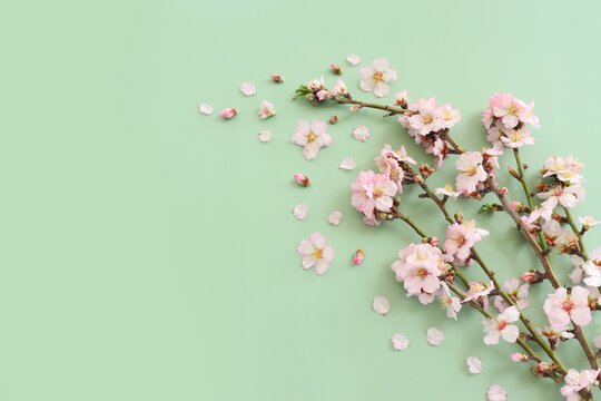 image of spring white cherry blossoms tree over green pastel background