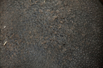 Visayan warty pig (Sus cebifrons). Skin texture.